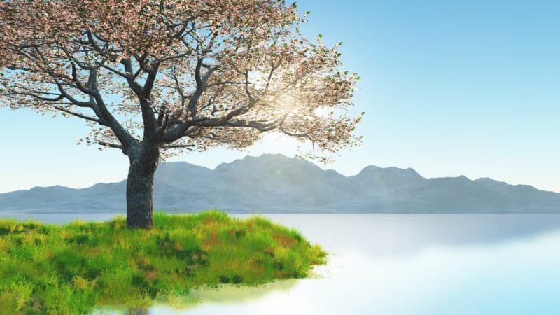 tree planted beside the waters