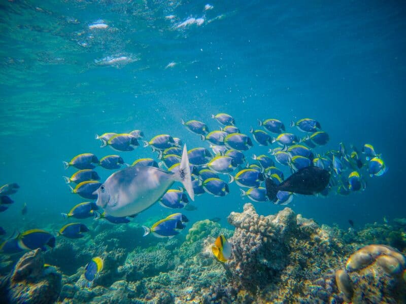 school of fish by yang wewe unsplash