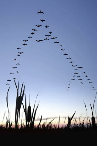 geese fly further together.
