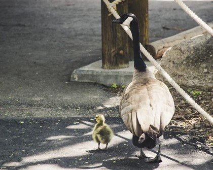 geese loyal to their purpose.